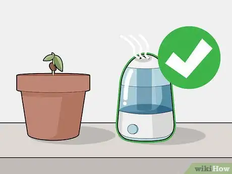 Image titled Grow Chocolate Indoors Step 10