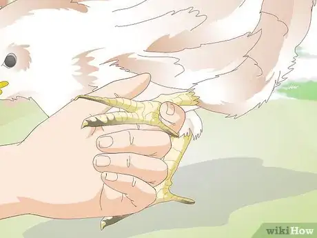 Image titled Treat Frostbite in Chickens Step 3