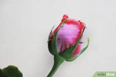 Image titled Buy Fresh Roses Step 3