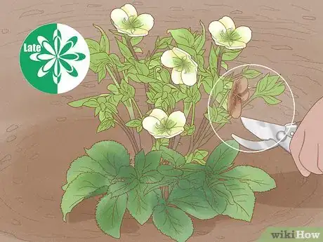 Image titled Grow Hellebore Step 10