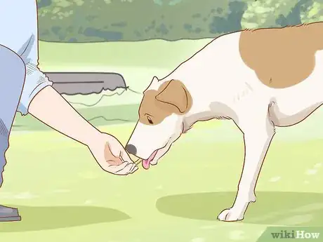 Image titled Teach Your Dog to Duck Step 3