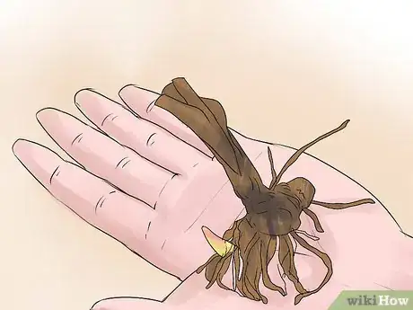 Image titled Grow Cannas Step 11