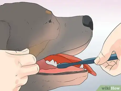 Image titled Care for Bernese Mountain Dogs Step 9