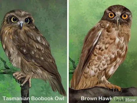 Image titled Identity a Southern Boobook Owl Step 7