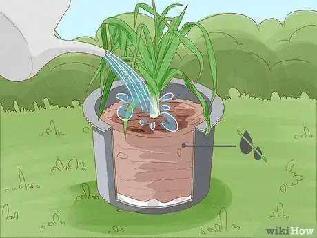 Image titled Grow Leeks from Leeks Step 12