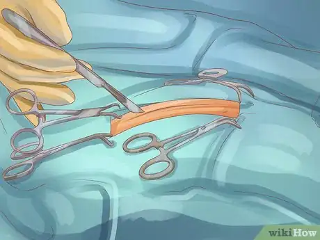 Image titled Diagnose Endocrine Disorders in Senior Dogs Step 10