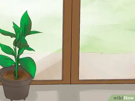 Image titled Grow Cannas Step 13