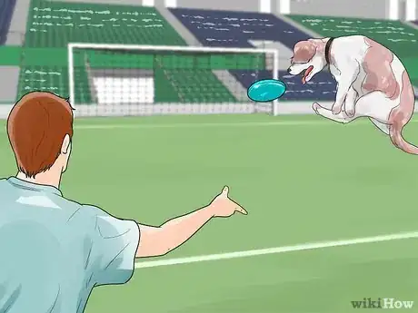 Image titled Care for English Springer Spaniels Step 11