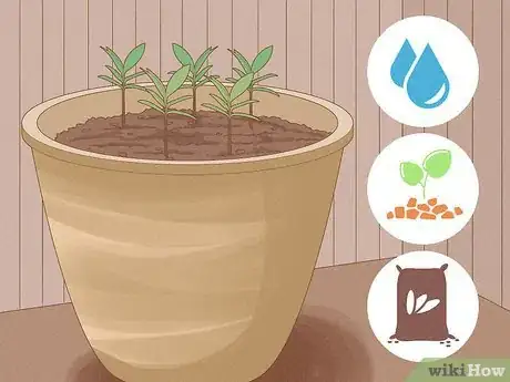 Image titled Grow Garcinia Cambogia Fruit Step 5