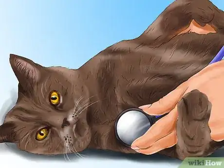 Image titled Give Ronidazole to Cats with Trichomoniasis Step 14