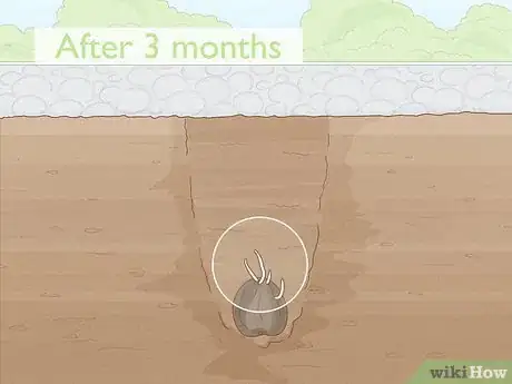 Image titled Plant Anemone Corms Step 12