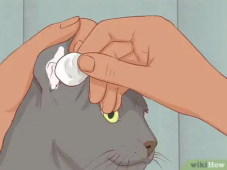 Image titled Take Care of a Chartreux Cat Step 3