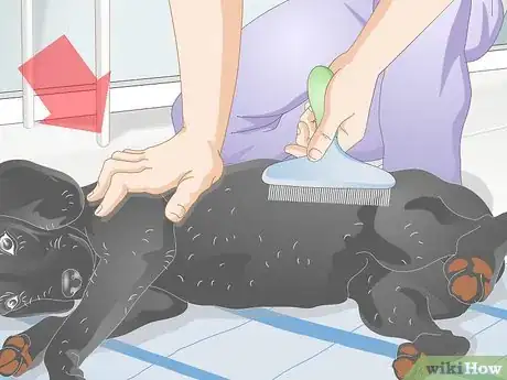 Image titled Make Grooming Comfortable for Older Dogs Step 6