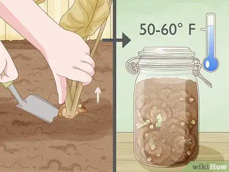 Image titled Grow Giant Calla Lily Step 13