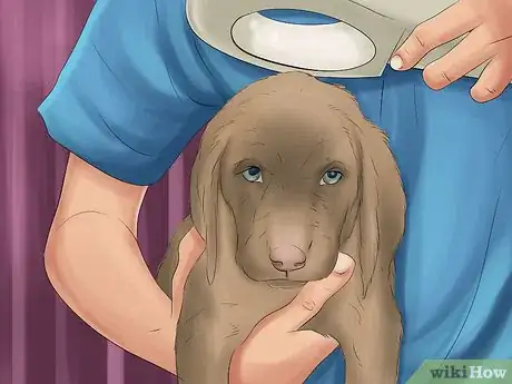 Image titled Draft a Pet Protection Agreement Step 10