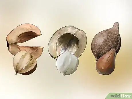 Image titled Identify Hickory Nuts Step 6
