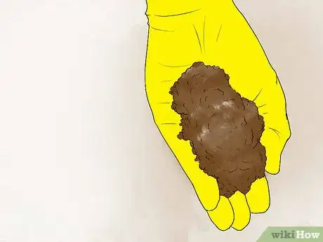 Image titled Grow Cannas Step 17