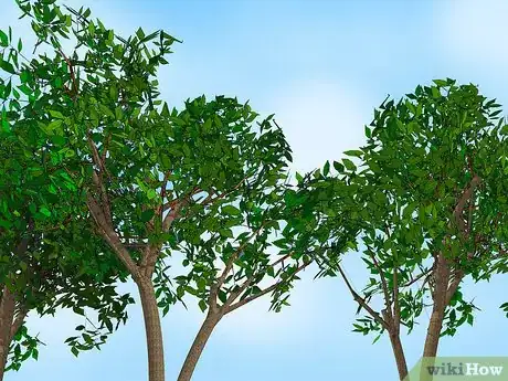 Image titled Attract Orioles Step 5