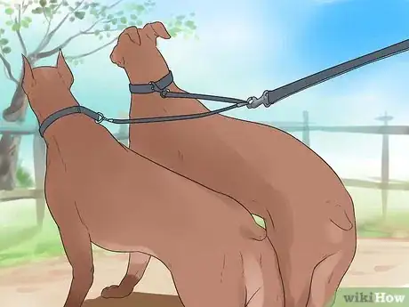 Image titled Walk Two Dogs with One Leash Step 7