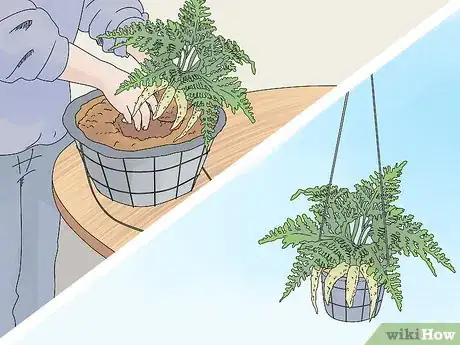 Image titled Grow a Rabbit Foot Fern Step 2