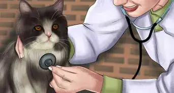 Help a Cat Recover from Hip Dislocation Surgery