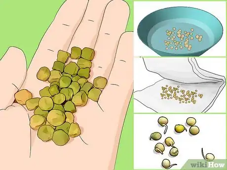Image titled Grow Beans and Peas Step 6