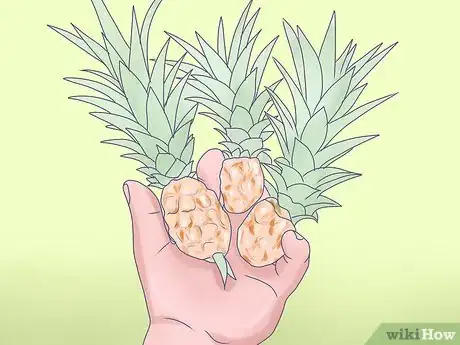 Image titled Grow Dwarf Pineapples Step 7