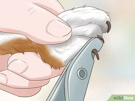 Image titled Take Care of an American Wirehair Cat Step 4