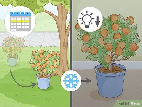 Image titled Grow Mandarin Trees Step 19