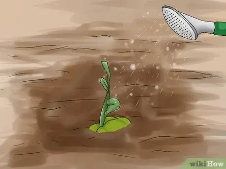 Image titled Grow a Choko Vine Step 6