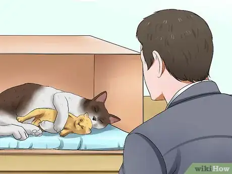 Image titled Prepare for Kittens Step 10