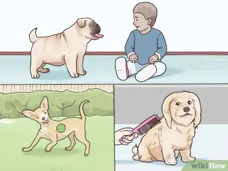 Image titled Choose a Small Dog Step 2