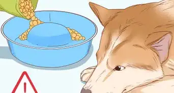 Tell if a Dog Is Pregnant