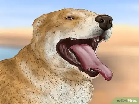 Image titled Care for Your Dog on the Beach Step 11