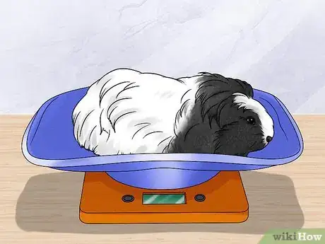 Image titled Keep Your Guinea Pigs Healthy Step 19