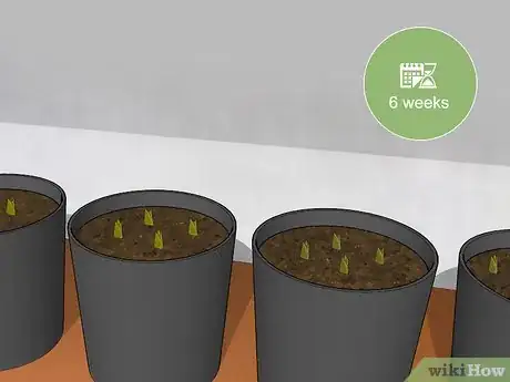 Image titled Plant an Areca Palm Step 7