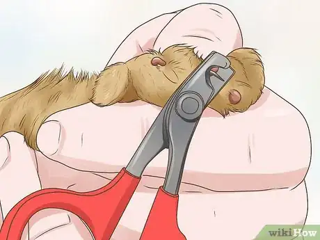 Image titled Treat a Limping Cat Step 2