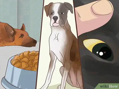 Image titled Diagnose Metabolic Disease in Older Dogs Step 10