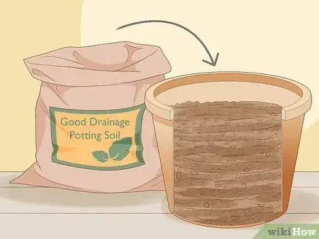 Image titled Grow Sweet Alyssum Step 2