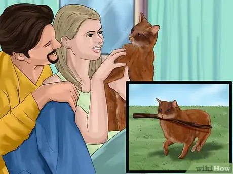 Image titled Take Care of a Somali Cat Step 9