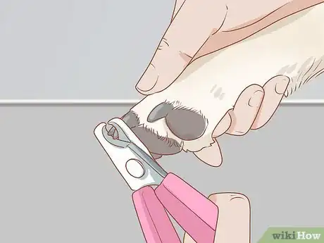 Image titled Care for an English Mastiff Step 19