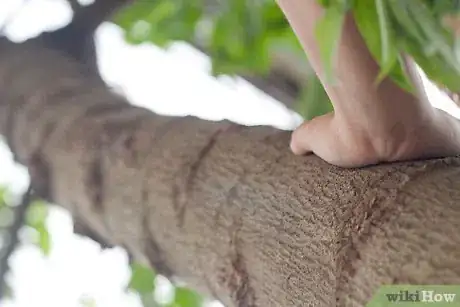 Image titled Make a Bark Rubbing Step 1