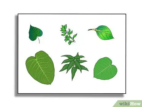 Image titled Identify Knotweed Step 31