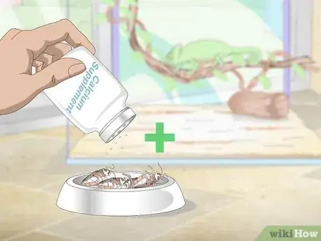 Image titled Prevent MBD in Chameleons Step 3