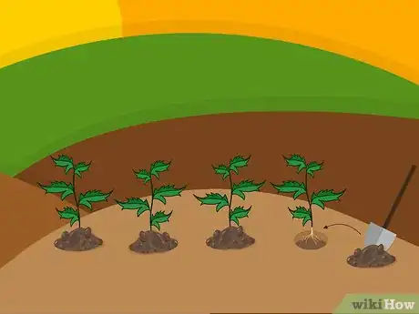 Image titled Grow Chrysanthemums Step 18