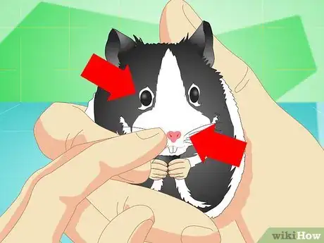 Image titled Keep a Hamster Healthy Step 9