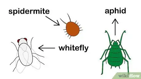 Image titled Grow Alstroemeria Step 12