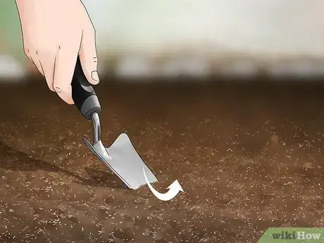 Image titled Grow Moss Rose Step 13