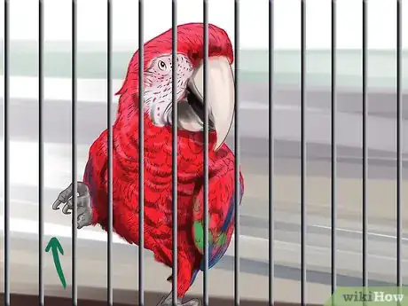 Image titled Stop a Greenwing Macaw from Biting Step 12
