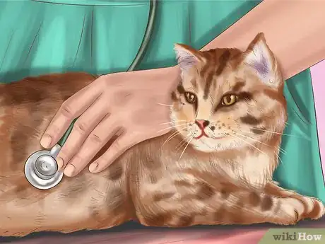 Image titled Pick a Healthy Adult Cat Step 16